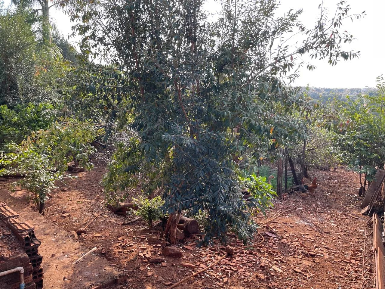 chacara à venda no Recanto do Engenho, Ibiporã