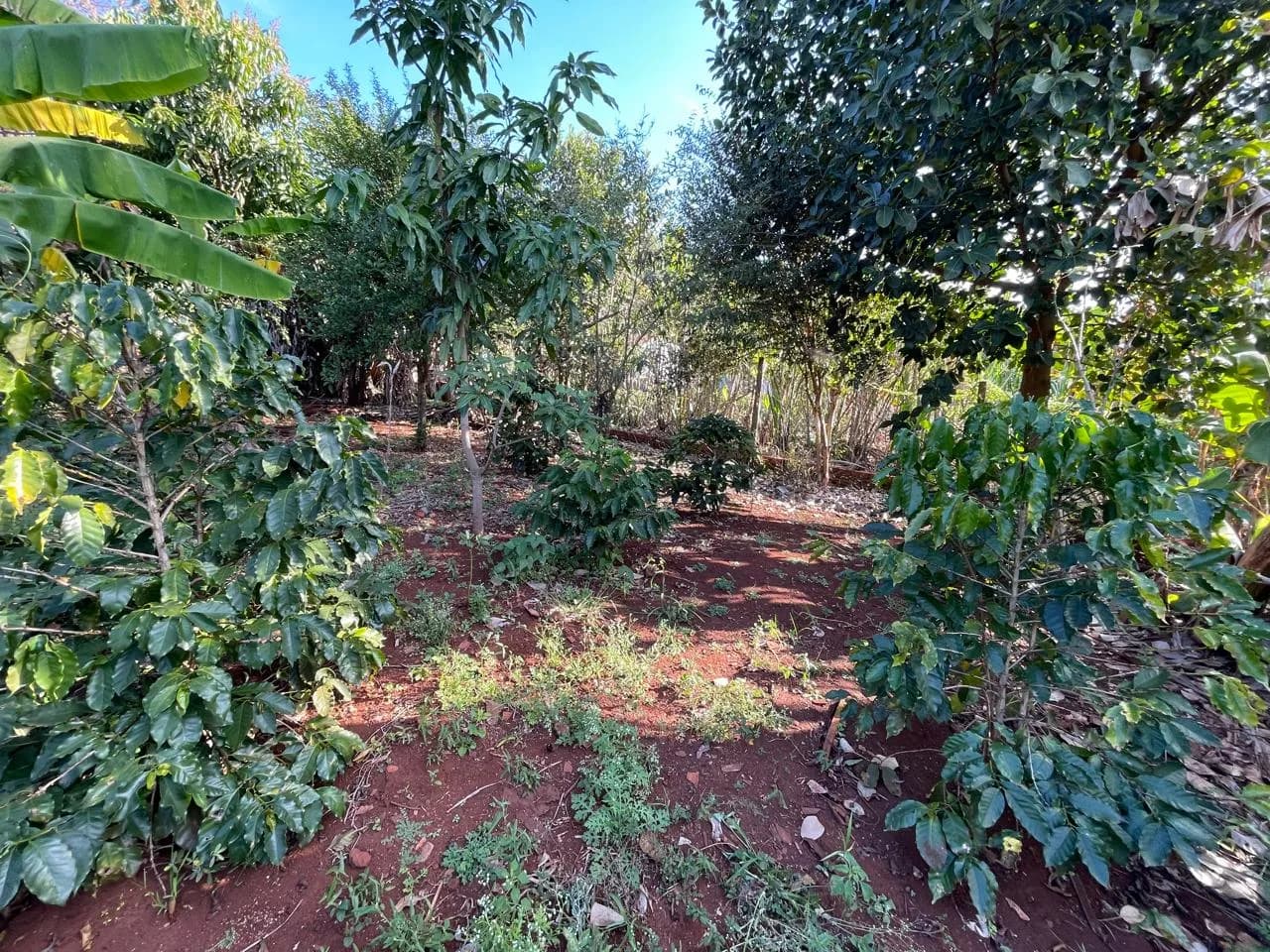 chacara à venda no Recanto do Engenho, Ibiporã