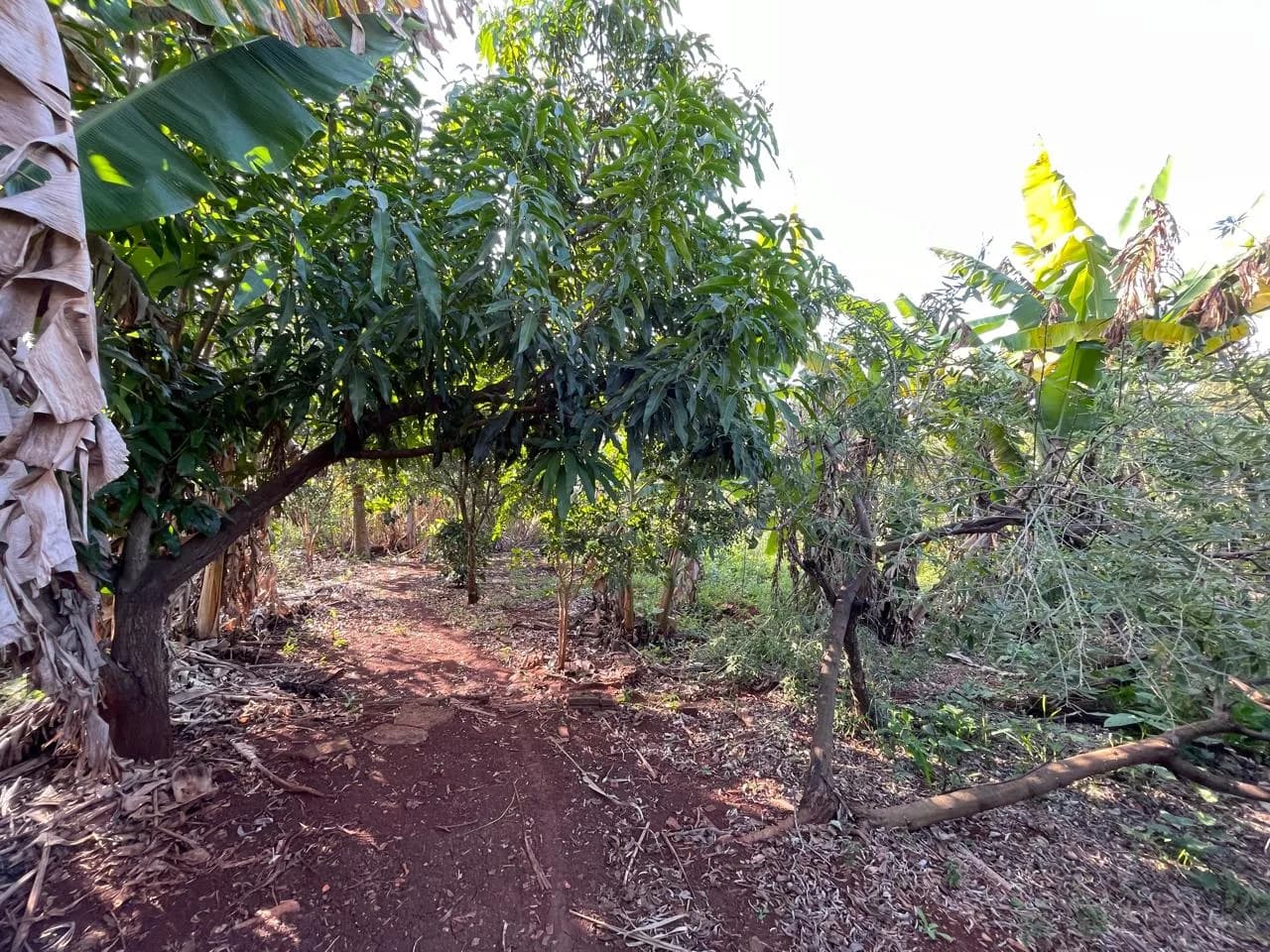 chacara à venda no Recanto do Engenho, Ibiporã